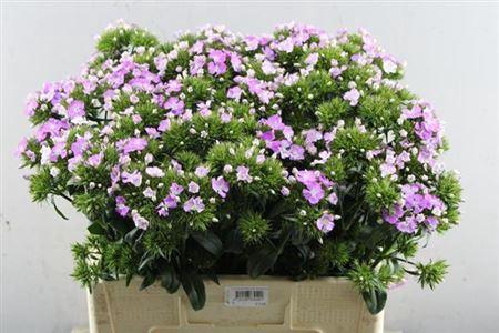 Dianthus barbatus 'Amazon Rose Magic'