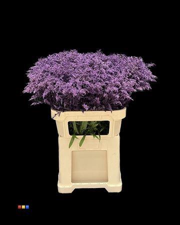 Solidago kleurbehandeld H%