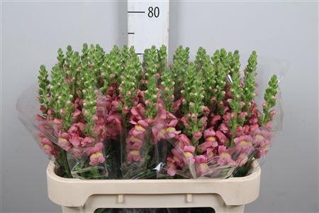 Antirrhinum majus 'Antibes Rose'