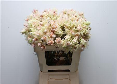 Serruria florida Pretty N White