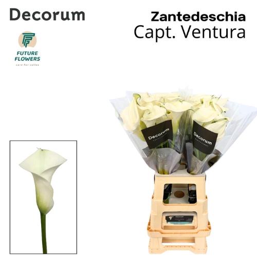 Zantedeschia 'Captain Ventura'