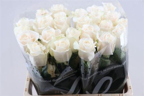 Rosa grootbloemig Vendela