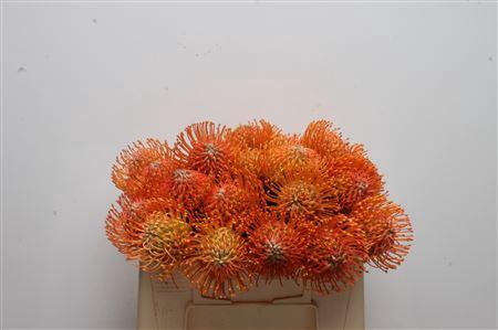 Leucospermum Ayoba Orange