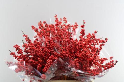 Ilex verticillata 'Oosterwijk'