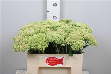 Sedum spectabile