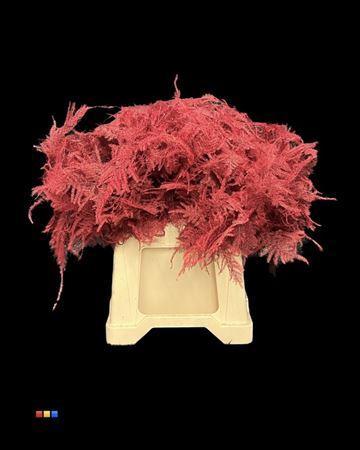 Asparagus overig kleurbehandeld H%