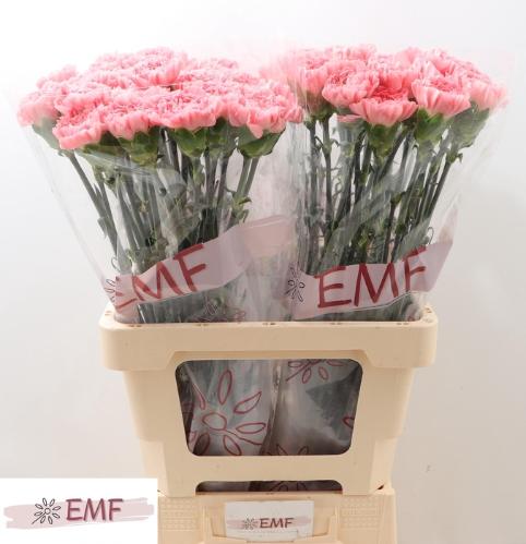 Dianthus standaard 'Betsy'