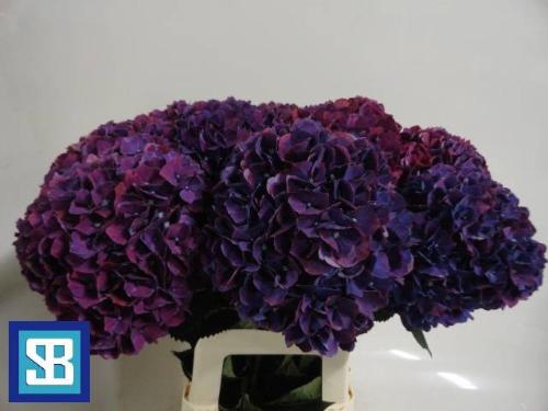 Hydrangea macrophylla Magical Pink Ruby