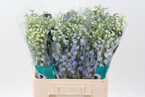 Delphinium Elatum Grp dubbelbloemig 'Guardian Lavender'