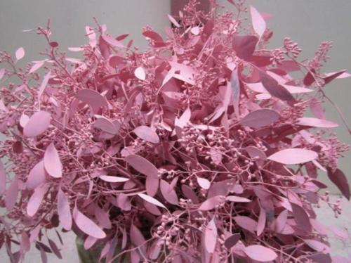 Eucalyptus kleurbehandeld per bos H%