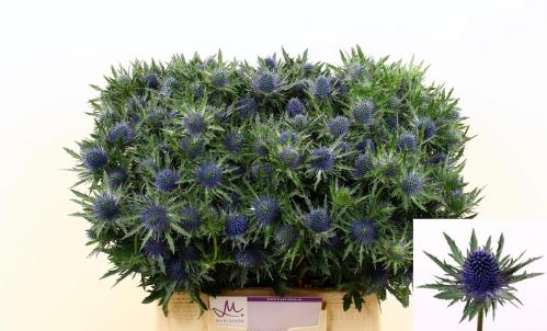 Eryngium Aquarius Questar