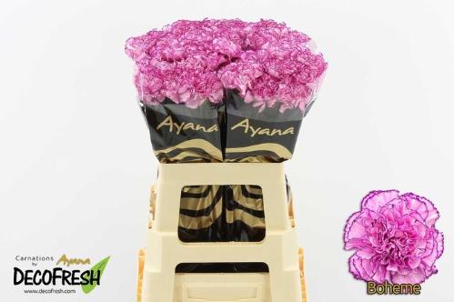 Dianthus standaard Boheme