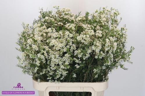 Chamelaucium uncinatum 'Ofir'