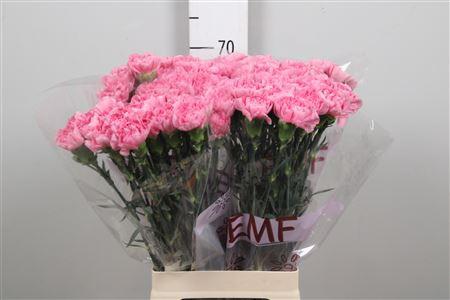 Dianthus standaard Montezuma