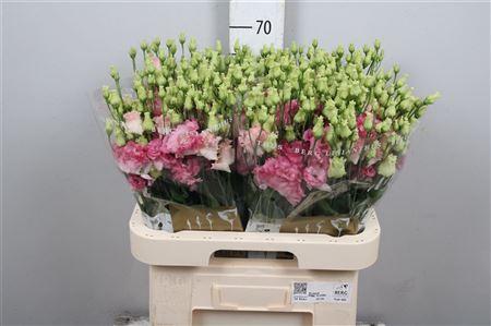 Eustoma russellianum gevuldbloemig 'Alissa Pink Flash'
