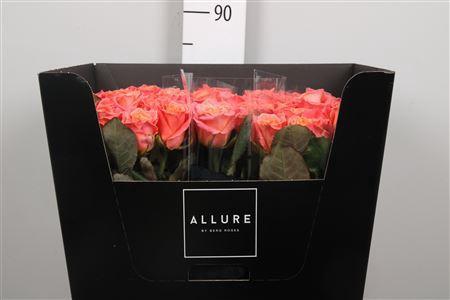 Rosa grootbloemig Miss Piggy+