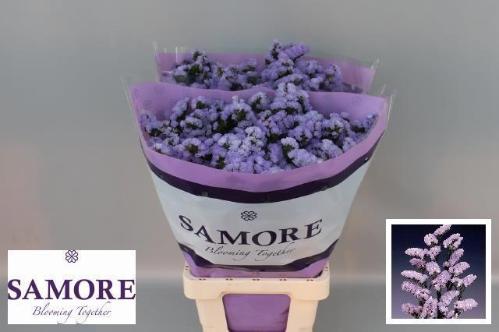 Limonium sinuatum Donau Birds