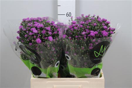 Aster Novi-belgii Grp 'Flash'