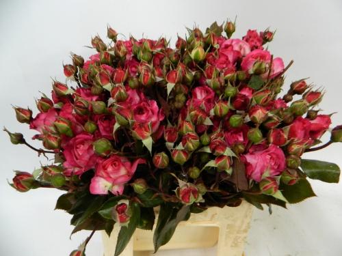 Rosa tros Sweet Donna Summerfield