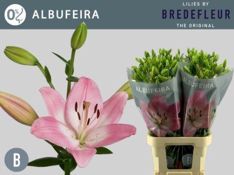 Lilium Longiflorum x Aziatische Grp 'Albufeira'