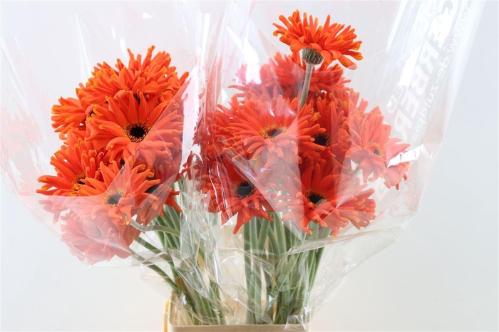 Gerbera grootbloemig krulvormig Pastini Emilia