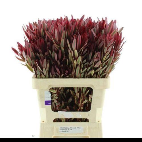 Leucadendron 'Jester'
