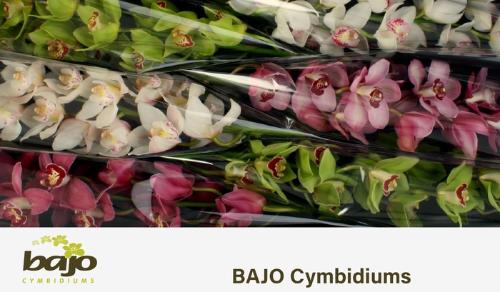 Cymbidium grootbloemig per tak gemengd