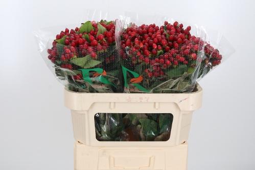 Hypericum inodorum Magical Triumph