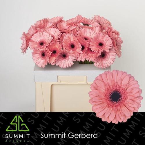Gerbera grootbloemig 'Scala'