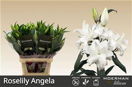 Lilium (Oriental Grp) dubbel Roselily Angela