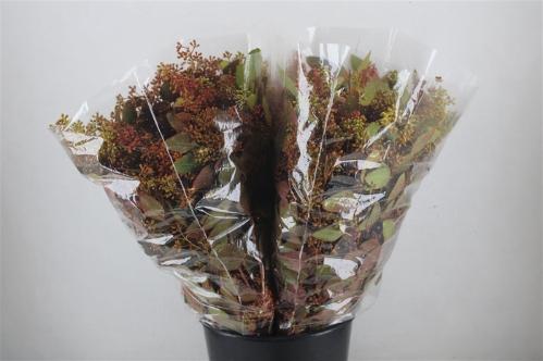 Eucalyptus polyanthemos (fruit) kleurbehandeld per bos H%