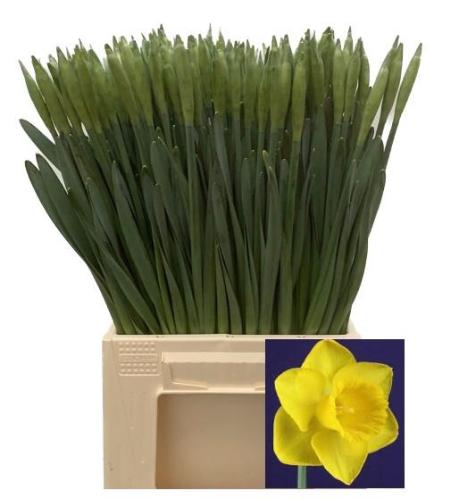 Narcissus Trompet Grp met blad 'Dutch Master'