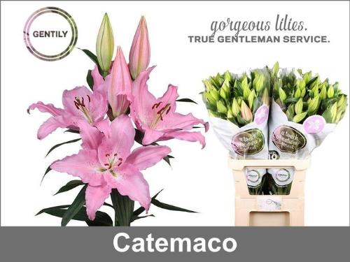 Lilium Oriental Grp 'Catemaco'
