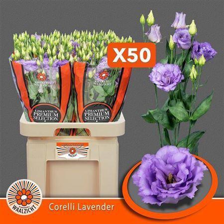 Eustoma russellianum gevuldbloemig 'Corelli Lavender'