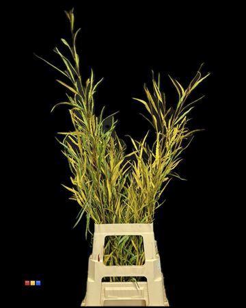 Decoratiegroen kleurbehandeld per bos H%