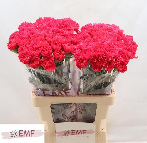 Dianthus standaard 'Cervantes'