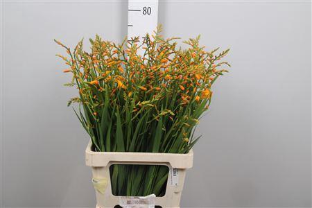Crocosmia 'George Davison'