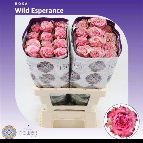 Rosa grootbloemig Wild Esperance