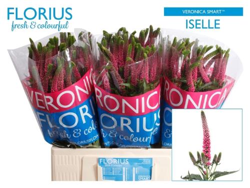 Veronica Smart Iselle