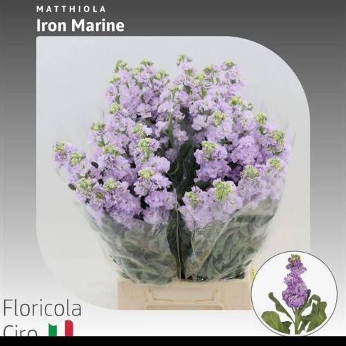 Matthiola incana 'Iron Marine'