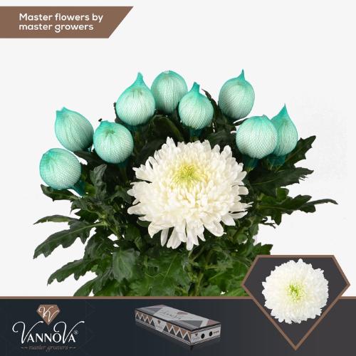 Chrysanthemum Indicum Grp geplozen Magnum