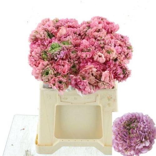 Ranunculus asiaticus Pon Pon Alice