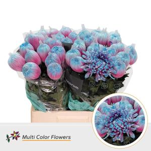 Chrysanthemum (Indicum Grp) geplozen Antonov kleurbehandeld H%