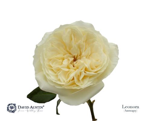 Rosa grootbloemig David Austin Leonora