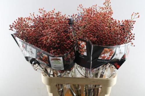 Rosa Rosefruits Elite