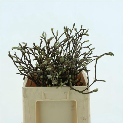 Magnolia grandiflora