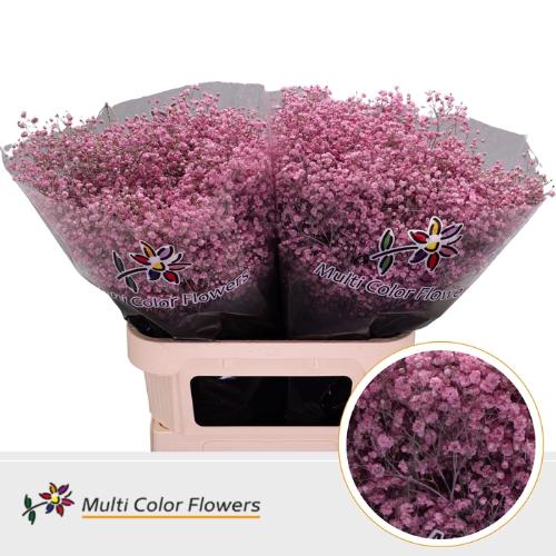 Gypsophila overig kleurbehandeld H%