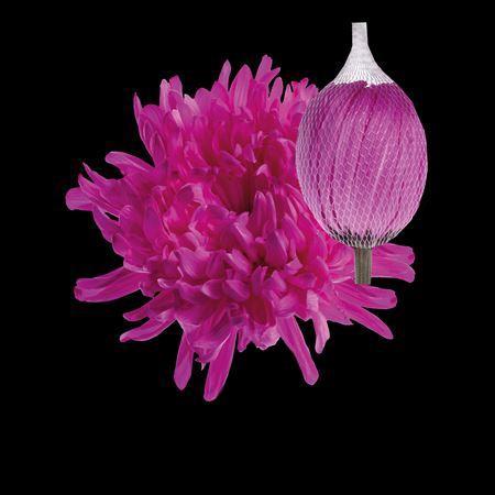Chrysanthemum (Indicum Grp) geplozen Antonov kleurbehandeld H%