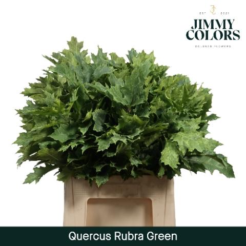 Quercus rubra kleurbehandeld H%