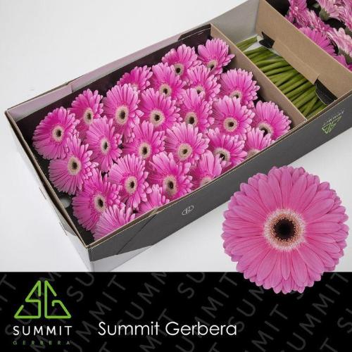 Gerbera grootbloemig 'Dreamer'